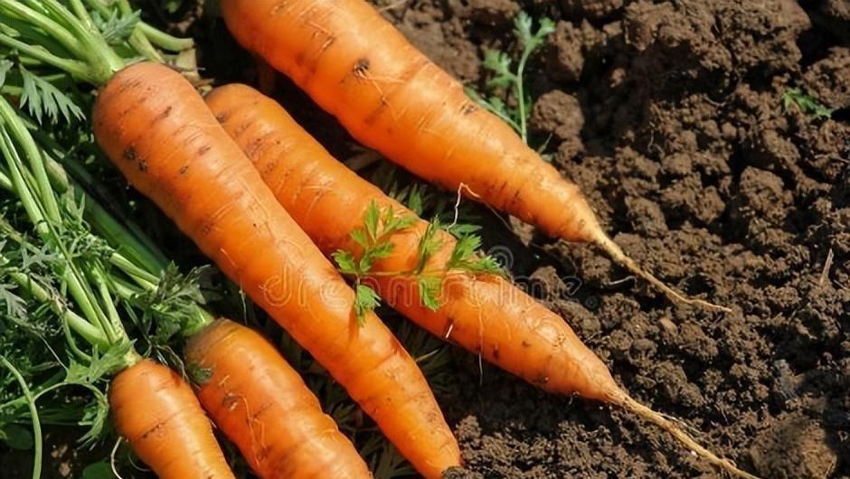 胡萝卜最佳种植时间和方法（胡萝卜种植秘籍）