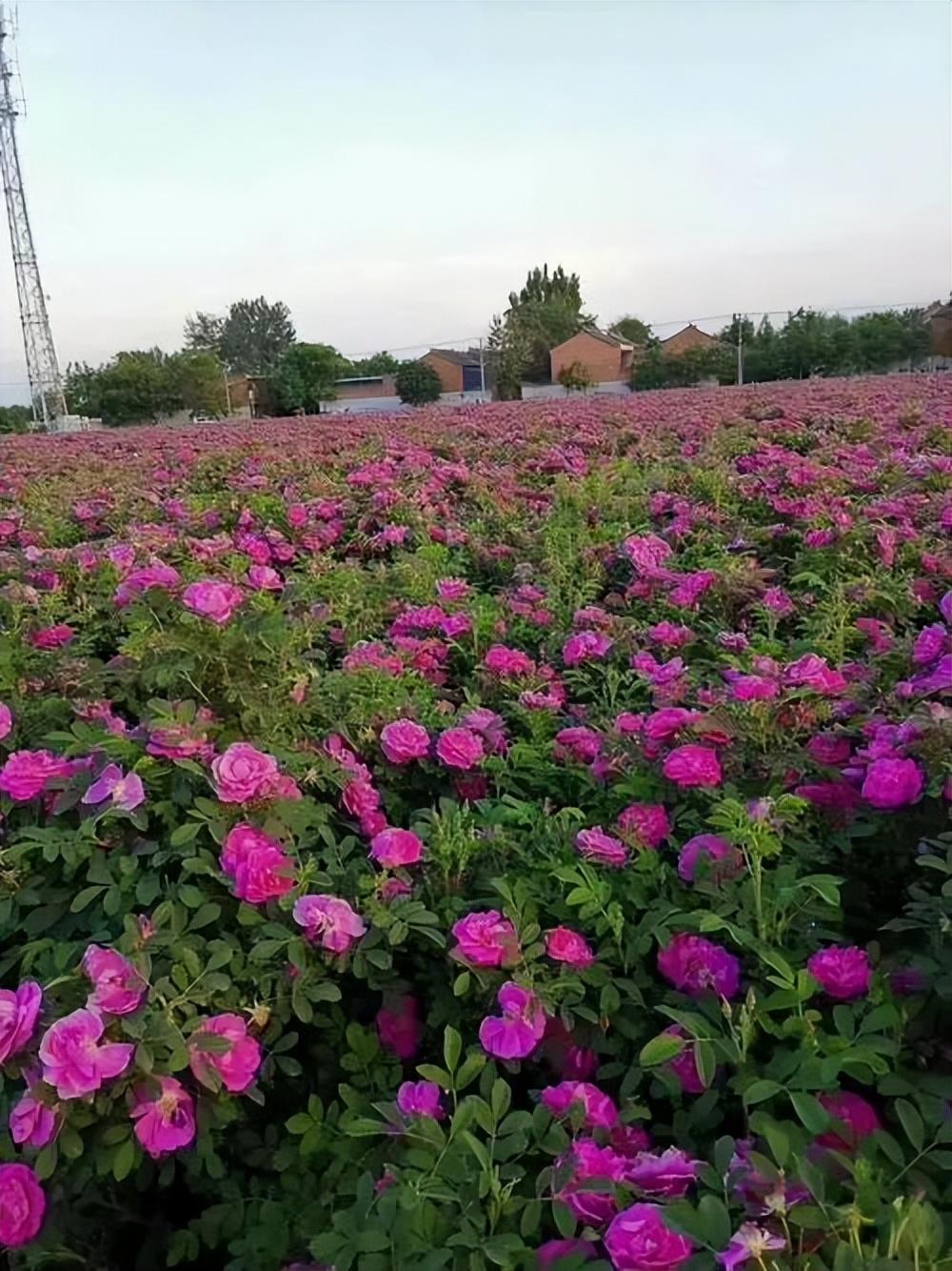 四季玫瑰花的种植方法和注意事项时间