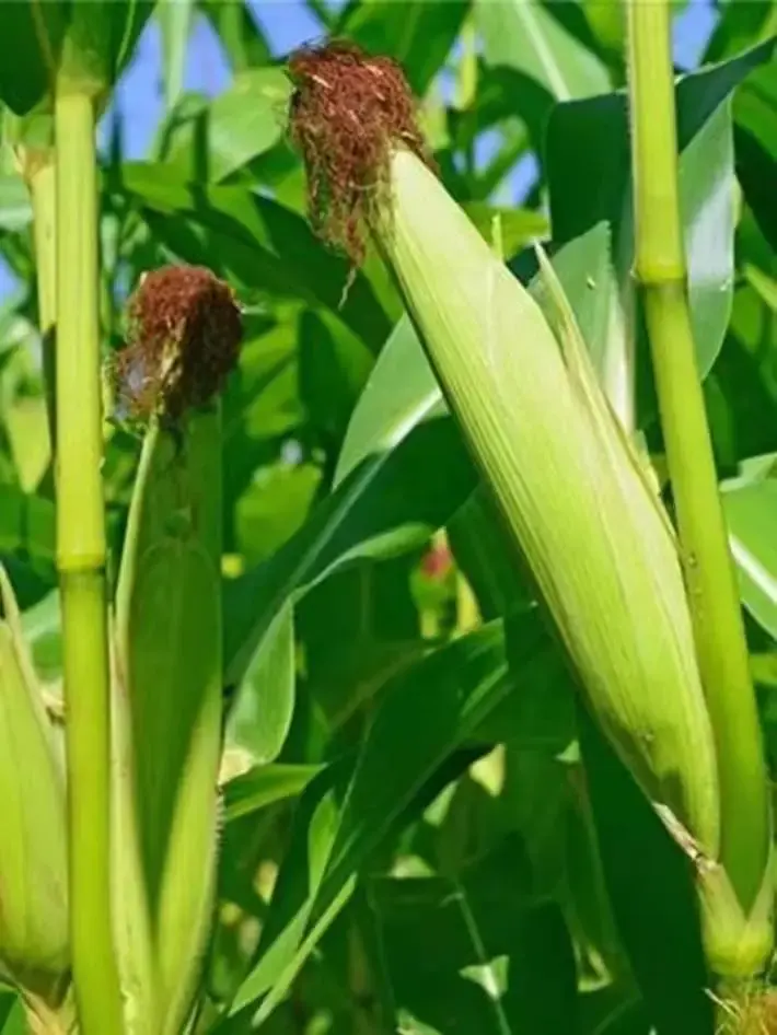 种子旅行的方法有哪些（植物的特殊本领）