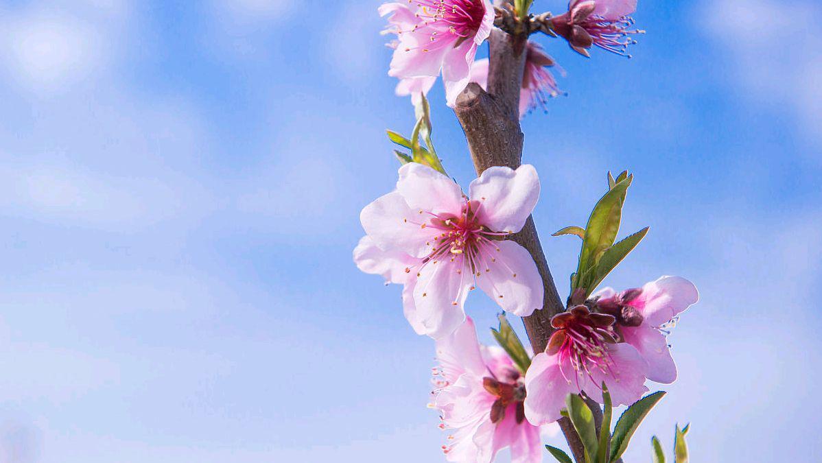 关于桃花的古诗词（四首桃花古诗，一起守望花开）